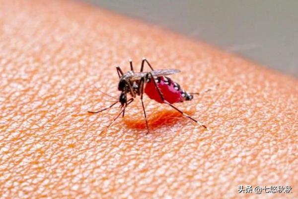 什么血型的人最招蚊子咬？