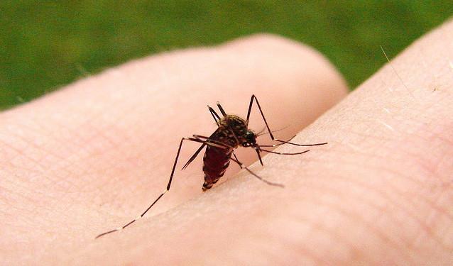 为何蚊子总是爱咬我？蚊子真的能区分人的血型来咬吗？
