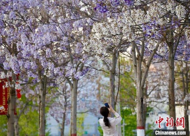 青海黄河岸畔特色小镇：泡桐花如紫色裙子挂满枝头