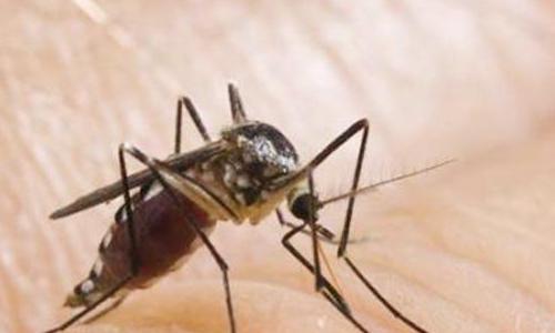 为什么有些人比较招蚊子有些人不招？蚊子根据血型来选择的吗？