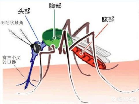 蚊子有偏爱的血型，是真的吗？