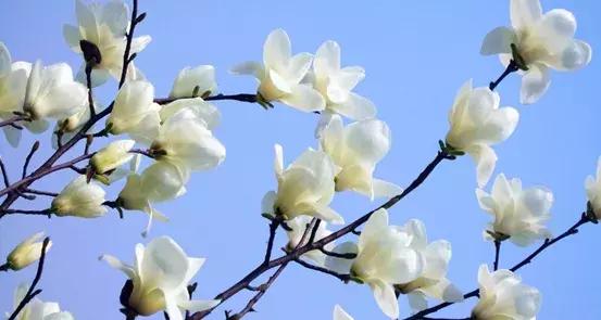以花供佛，功德殊胜，唯独这4种花被誉为“佛教四大名花”