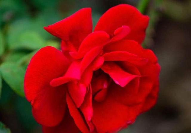心理测试：你会爱上哪种颜色的玫瑰花？测这个月你的桃花运旺不旺