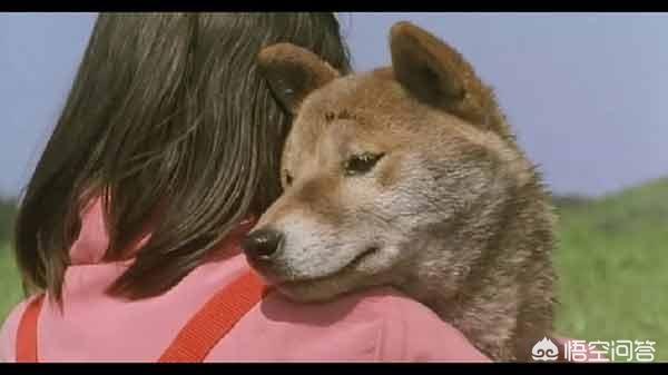 除了《忠犬八公》，大家还看过其他的让你感动到哭的狗狗电影吗？