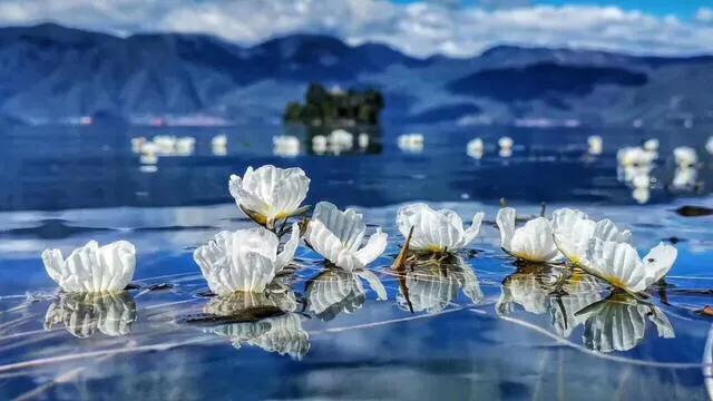 科普：泸沽湖的海菜花为什么叫水性杨花？明明纯洁得生活在仙境！