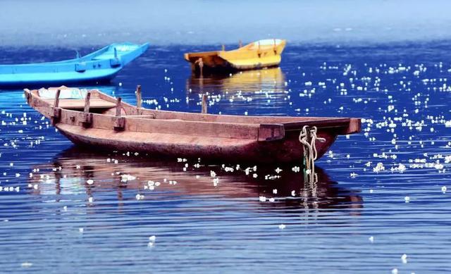 科普：泸沽湖的海菜花为什么叫水性杨花？明明纯洁得生活在仙境！