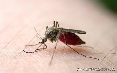 为什么感觉O型血更容易招蚊子？