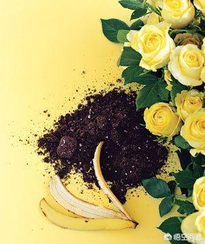 香蕉皮肥料适合什么植物？