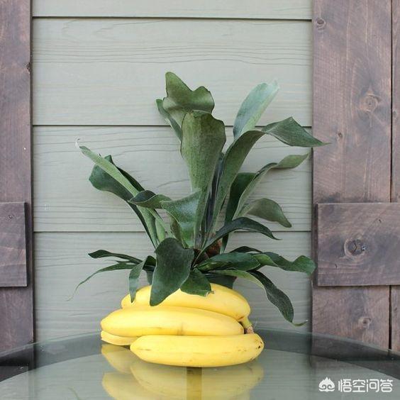 香蕉皮肥料适合什么植物？