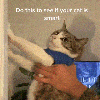 流行的猫咪测智商大法，你试过几个？