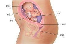 怀孕六个月胎儿图 怀孕六个月妈妈的变化