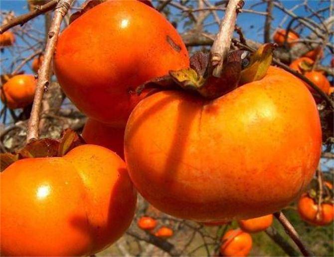 柿子成熟的季节是几月份？柿子吃起来涩嘴，如何使它变甜？