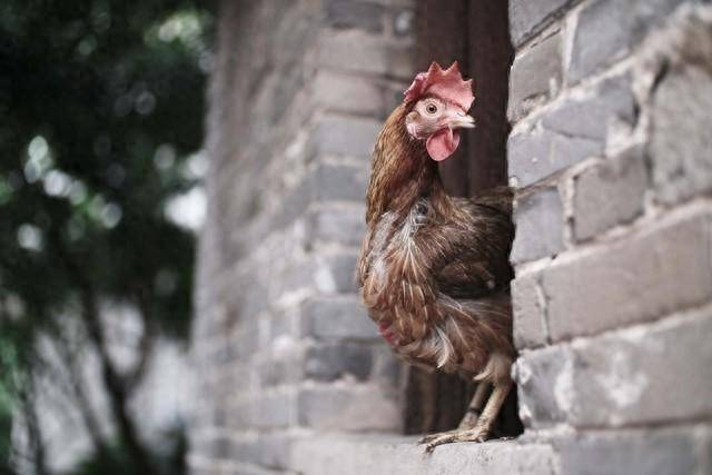 世界上最“嚣张”的鸡，吃一口牢底坐穿，它到底是什么来头？